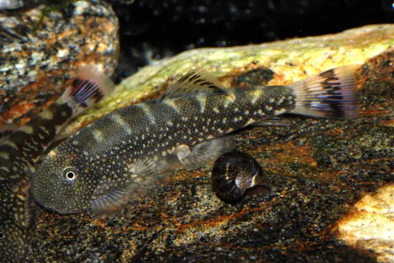 Gastromyzon farragus photo