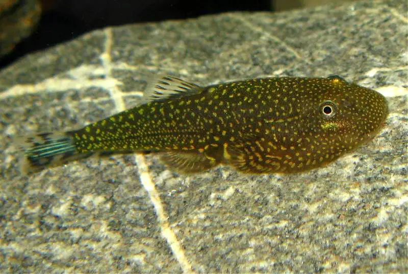 Gastromyzon stellatus photo