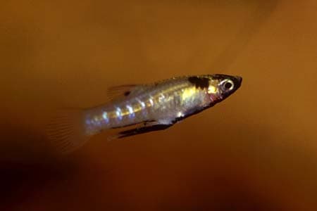 Girardinus metallicus photo