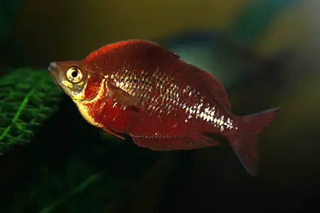Glossolepis incisus photo