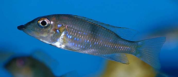 Gnathochromis permaxillaris photo