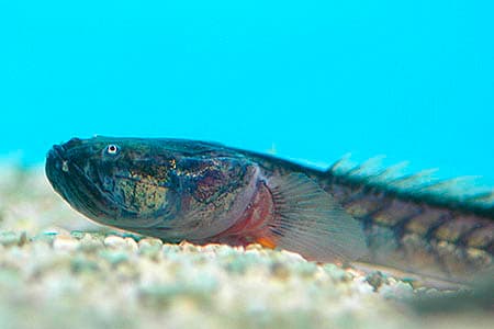 Gobioides broussonnetii photo