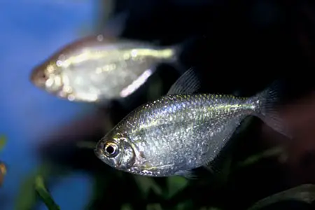 Gymnocorymbus bondi photo