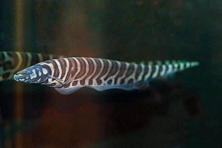 Gymnotus pedanopterus photo