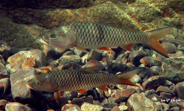 Hampala macrolepidota photo