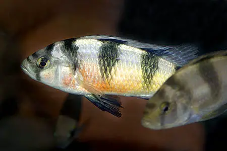 Haplochromis latifasciatus photo