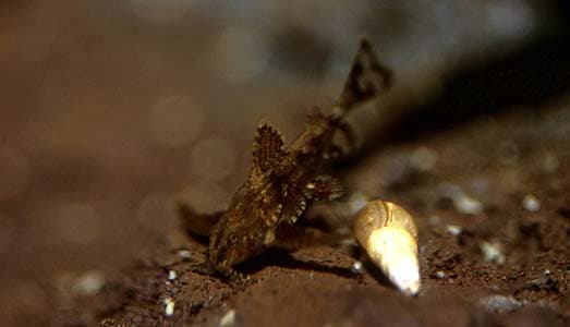 Hara jerdoni photo