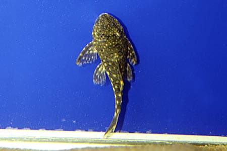 Hemiancistrus guahiborum photo