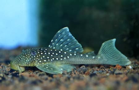 Hemiancistrus sp. photo