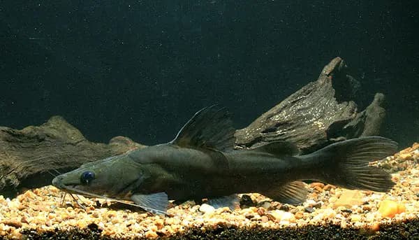 Hemibagrus filamentus photo