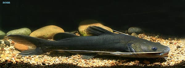 Hemibagrus microphthalmus photo