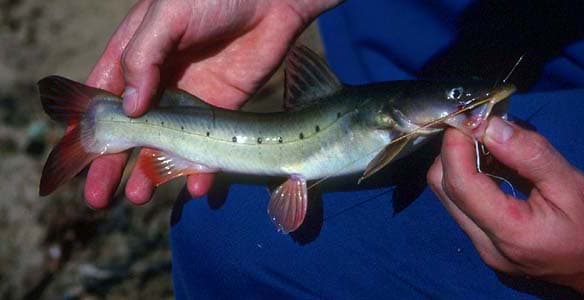 Hemibagrus punctatus photo