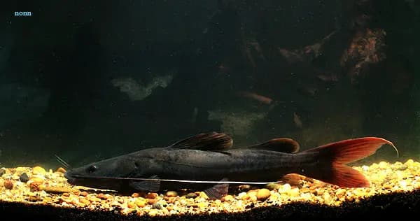 Hemibagrus wyckioides photo