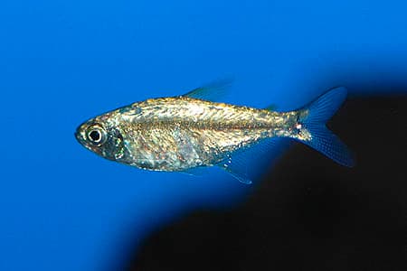 Hemigrammus rodwayi photo