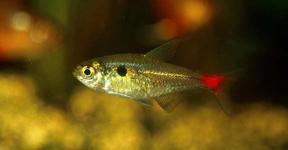 Hemigrammus stictus photo