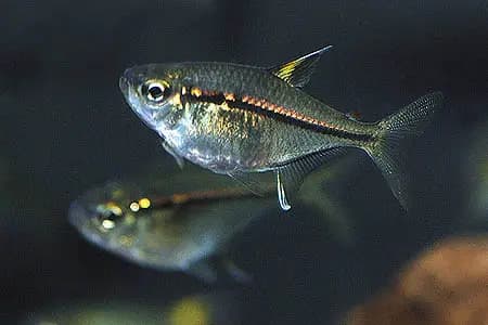 Hemigrammus ulreyi photo