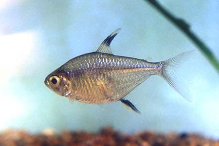 Hemigrammus unilineatus photo