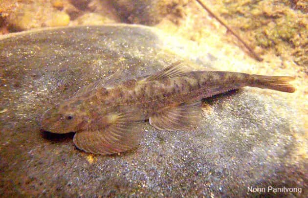 Hemimyzon nanensis photo