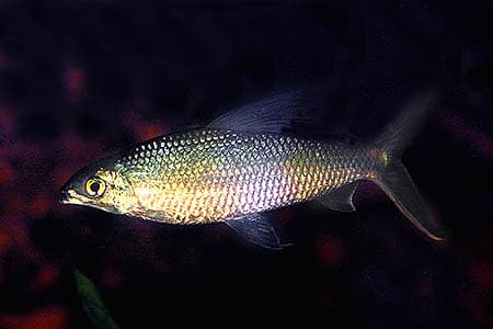 Hemiodus atranalis photo