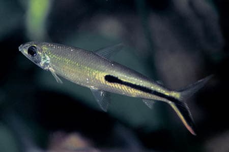 Hemiodus gracilis photo