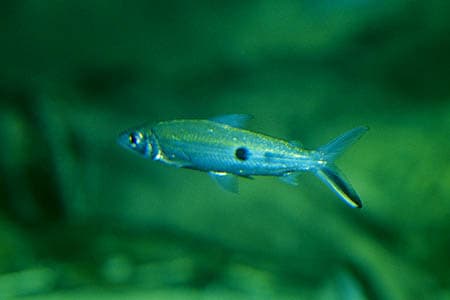 Hemiodus orthonops photo