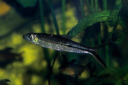 Hemiodus ternetzi photo