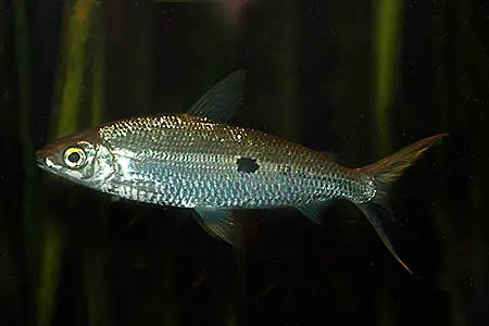 Hemiodus unimaculatus photo