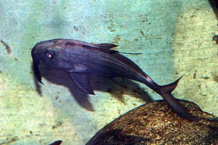 Hemisynodontis membranaceus photo