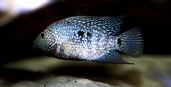 Herichthys carpintis photo