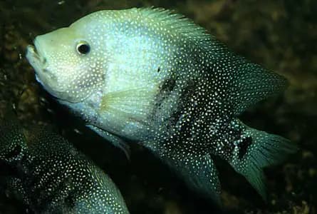 Herichthys cyanoguttatus photo