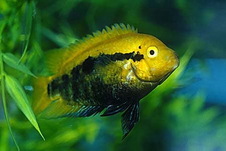 Herotilapia multispinosa photo