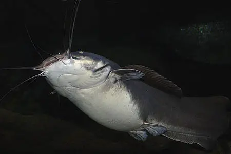 Heterobranchus longifilis photo