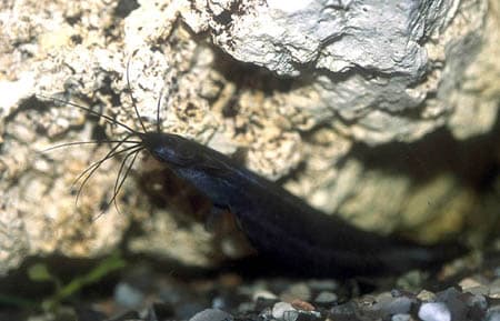 Heteropneustes fossilis photo