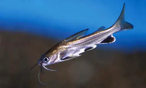 Ariopsis seemanni photo