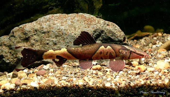 Homaloptera parclitella photo