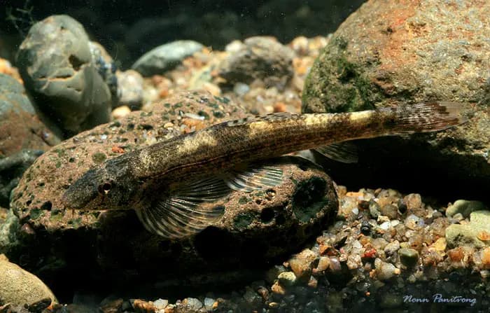 Homalopteroides modestus photo