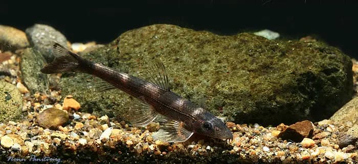 Balitoropsis zollingeri photo