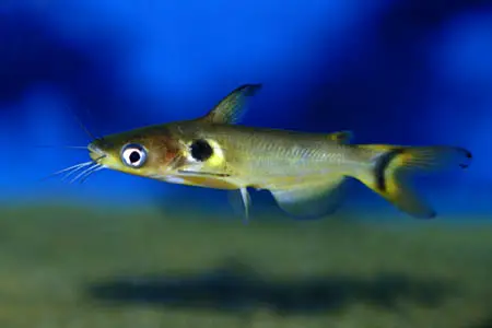 Horabagrus brachysoma photo