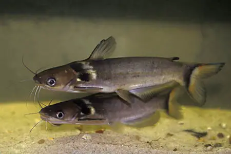 Horabagrus nigricollaris photo