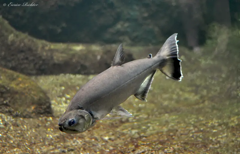 Hydrolycus armatus photo