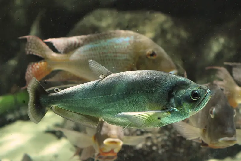 Hydrolycus scomberoides photo