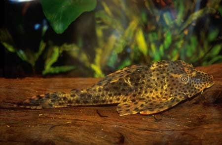 Hypostomus cf. cochliodon photo