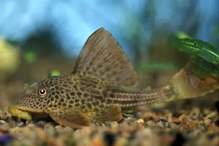 Hypostomus plecostomoides photo