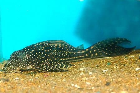 Hypostomus regani photo