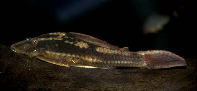 Hypostomus sp. photo