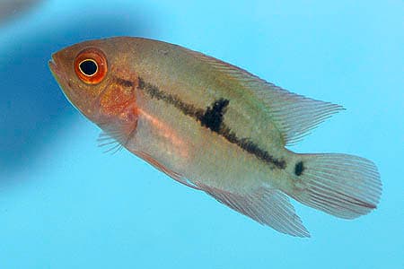 Hypselecara coryphaenoides photo