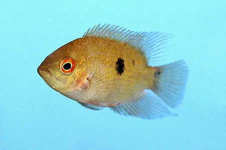 Hypselecara temporalis photo