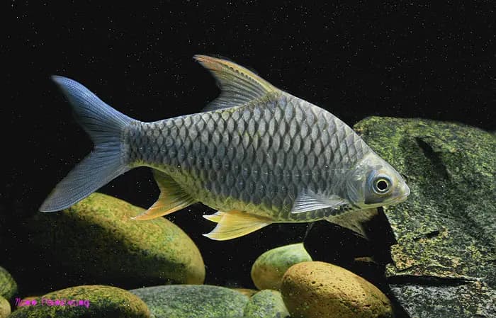 Hypsibarbus lagleri photo