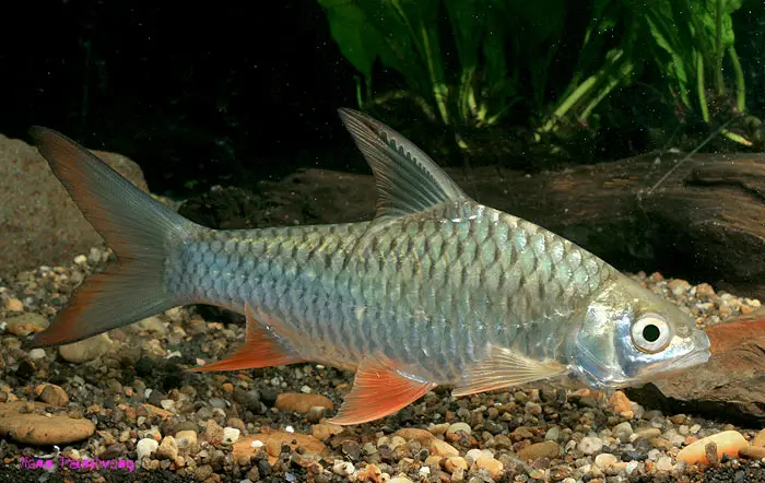 Hypsibarbus malcolmi photo