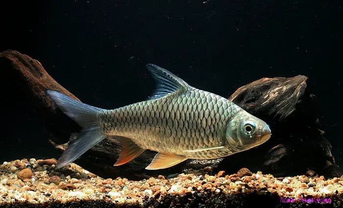 Hypsibarbus vernayi photo